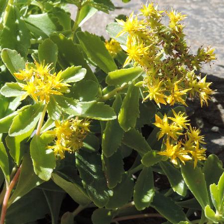 SEDUM kamtschaticum