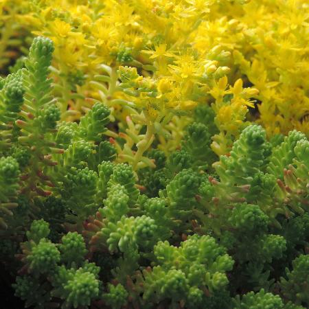 SEDUM sexangulare