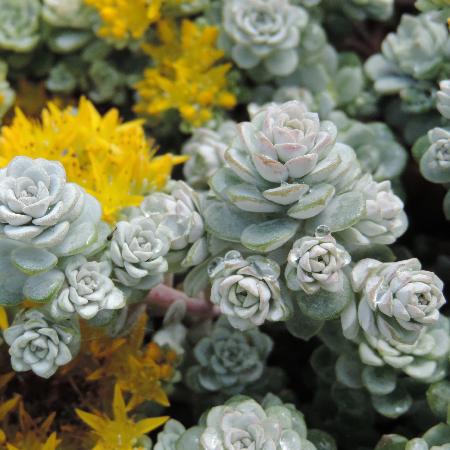 SEDUM spathulifolium 'Cape Blanco'