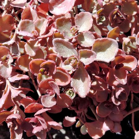 SEDUM spurium 'Woodoo'