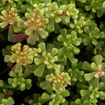 SEDUM oreganum