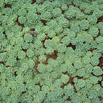 SEDUM pachyclados