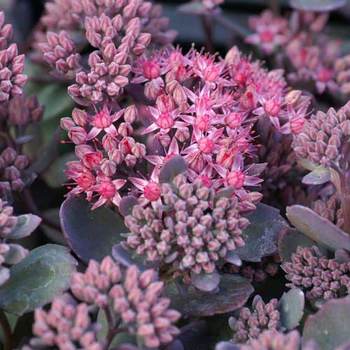 SEDUM 'Red Canyon'