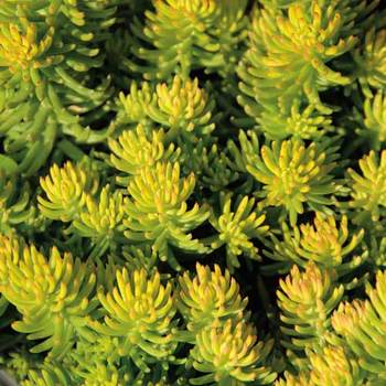 SEDUM reflexum 'Yellow Cushion'