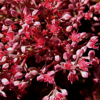 SEDUM 'Robustum' (S. 'Ruby Glow')