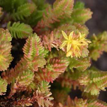 SEDUM sexangulare