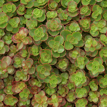 SEDUM spurium 'Atropurpureum'