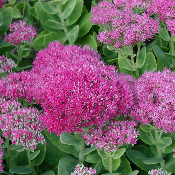 SEDUM spectabile 'Brilliant'