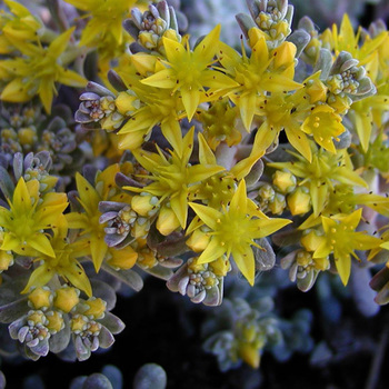 SEDUM spathulifolium 'Purpureum'