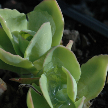 SEDUM spectabile 'Rosenteller'