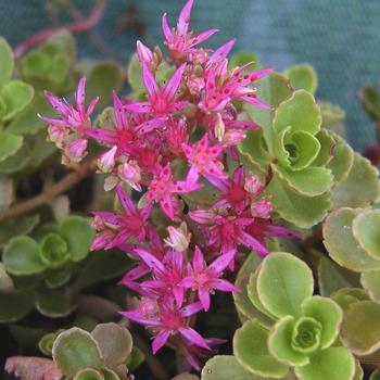 SEDUM spurium 'Splendens' ('Coccineum')