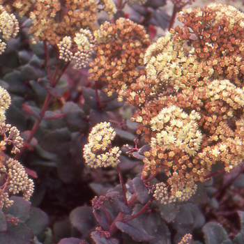 SEDUM telephium ssp. ruprechtii 'Hab Gray'