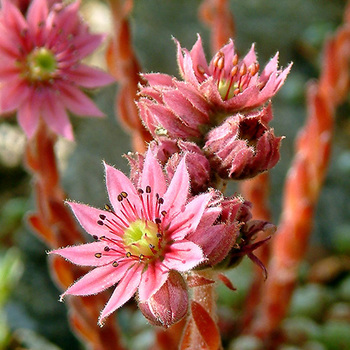 SEMPERVIVUM arachnoideum