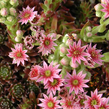 SEMPERVIVUM 'Silberkarneol'