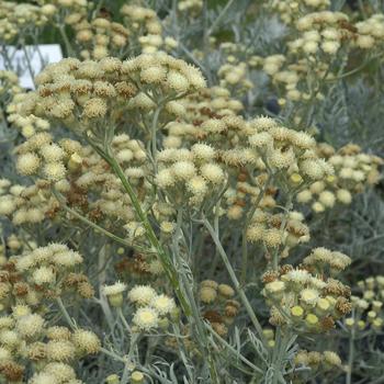 SENECIO