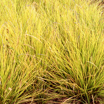 SESLERIA autumnalis