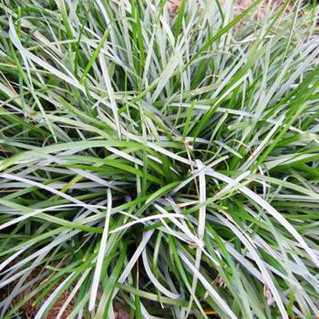 SESLERIA caerulea