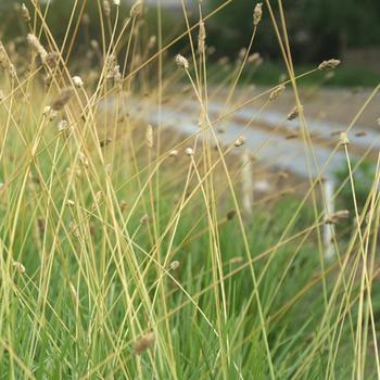 SESLERIA sadleriana