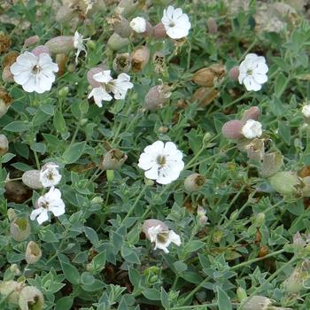 SILENE maritima