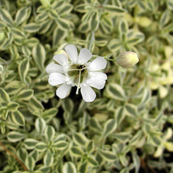 SILENE maritima 'Druett's Variegated'