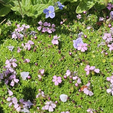 SILENE acaulis