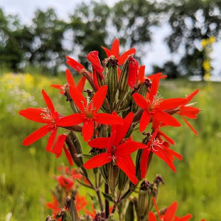 SILENE regia