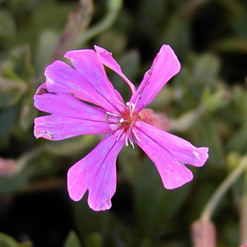 SILENE schafta