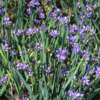 SISYRINCHIUM idahoense