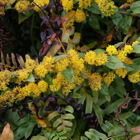 SOLIDAGO sphacelata 'Golden Fleece'