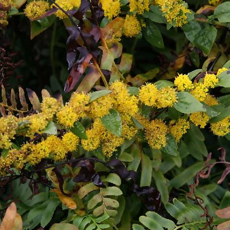 SOLIDAGO sphacelata 'Golden Fleece'