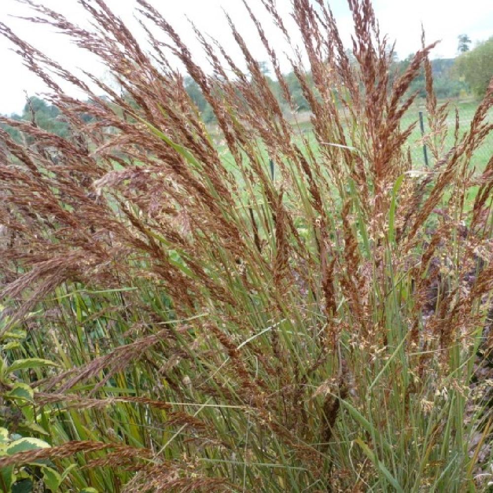 SORGHASTRUM nutans 'Indian Steel'