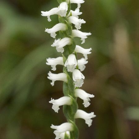 SPIRANTHES cernua 'Chadd's Ford'