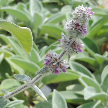 STACHYS byzantina 'Big Ears'