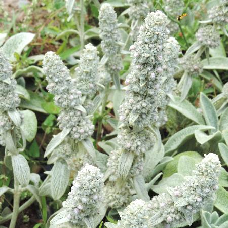STACHYS byzantina 'Cotton Boll'