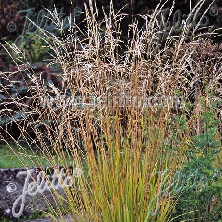 STIPA extremiorientalis