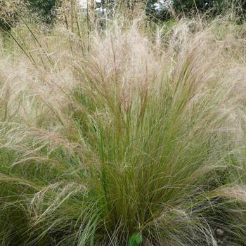 STIPA tenuifolia