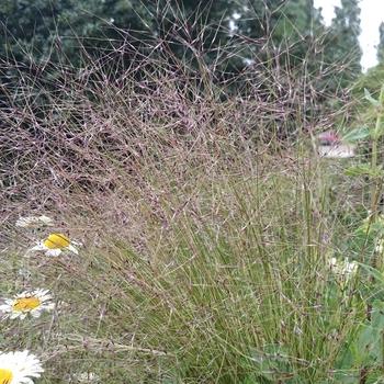 STIPA trichotoma 'Palomino'