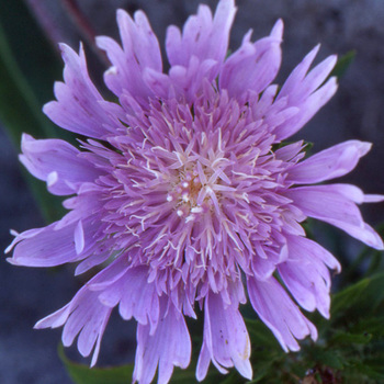 STOKESIA laevis 'Blue Star'