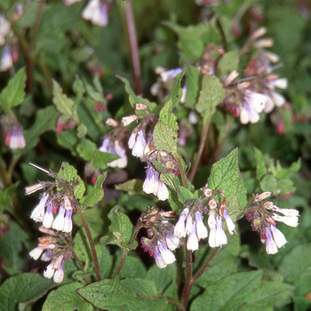 SYMPHYTUM grandiflorum 'Wisley Blue'