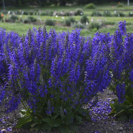 SALVIA pratensis 'Evening Attire' ®