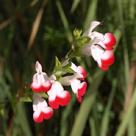 SALVIA microphylla 'Hot Lips'