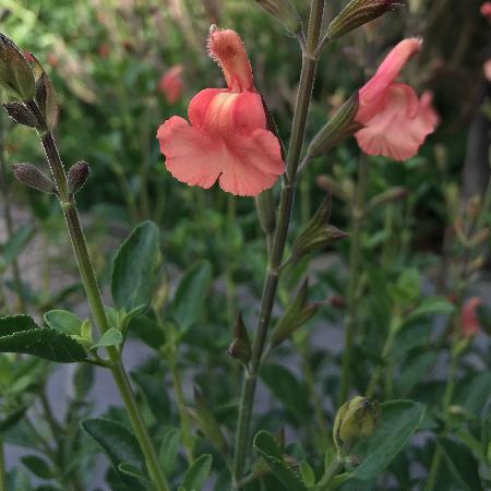 SALVIA microphylla 'Papajan' ®