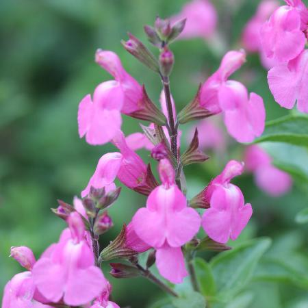 SALVIA microphylla 'Delice Roselilac' ®