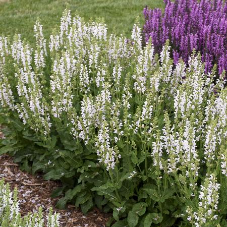 SALVIA 'Snow Kiss' (Color Spires Series)