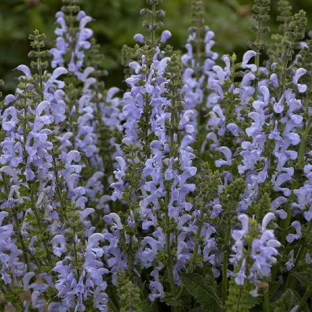 SALVIA pratensis 'Vanity Flair' ®