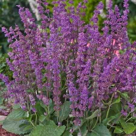 SALVIA verticillata 'Endless Love'