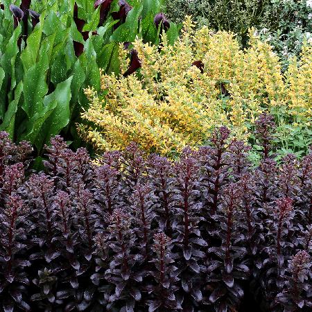 SEDUM 'Dark Magic' ®