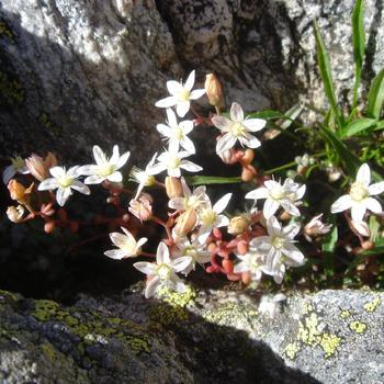 SEDUM dasyphyllum