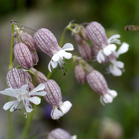 SILENE vulgaris