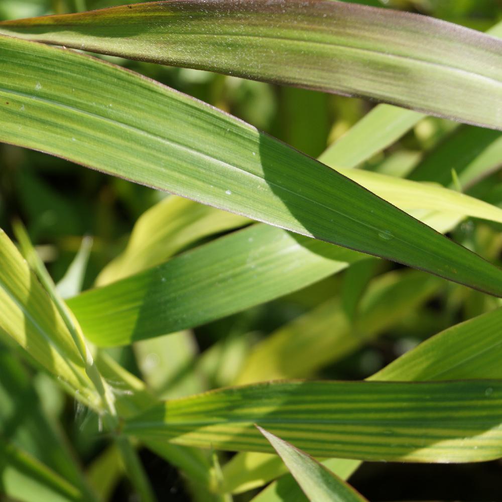 SPODIOPOGON sibiricus 'West Lake'